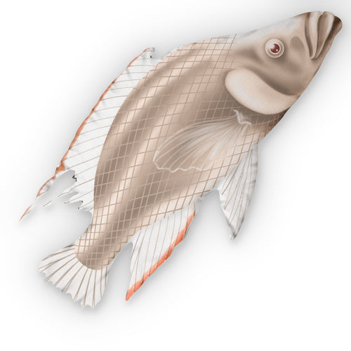 Albino Compressiceps Pillow